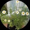 yvettefay